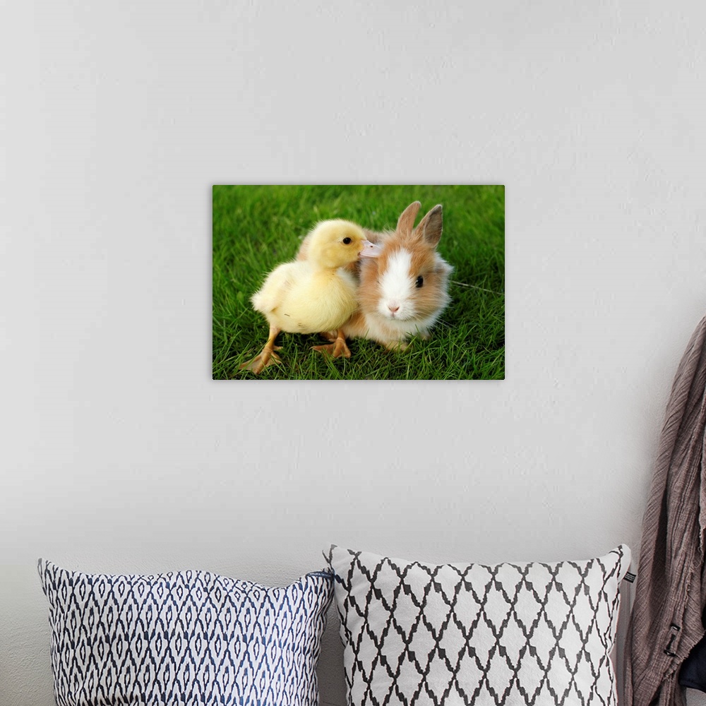 A bohemian room featuring Bunny and duckling playing together