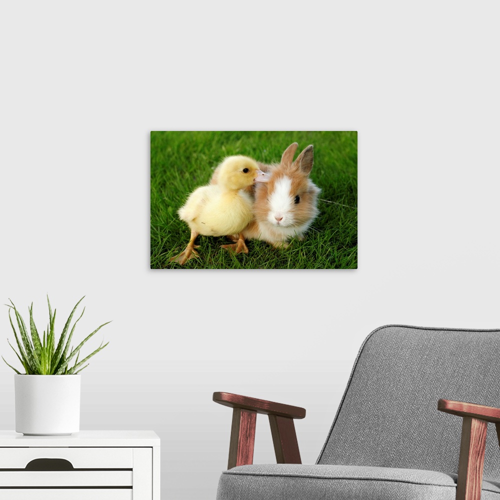 A modern room featuring Bunny and duckling playing together