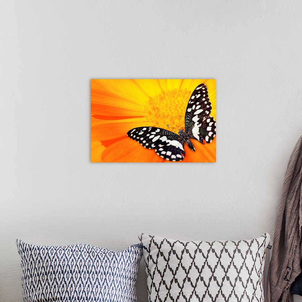 A bohemian room featuring Butterfly on an orange flower