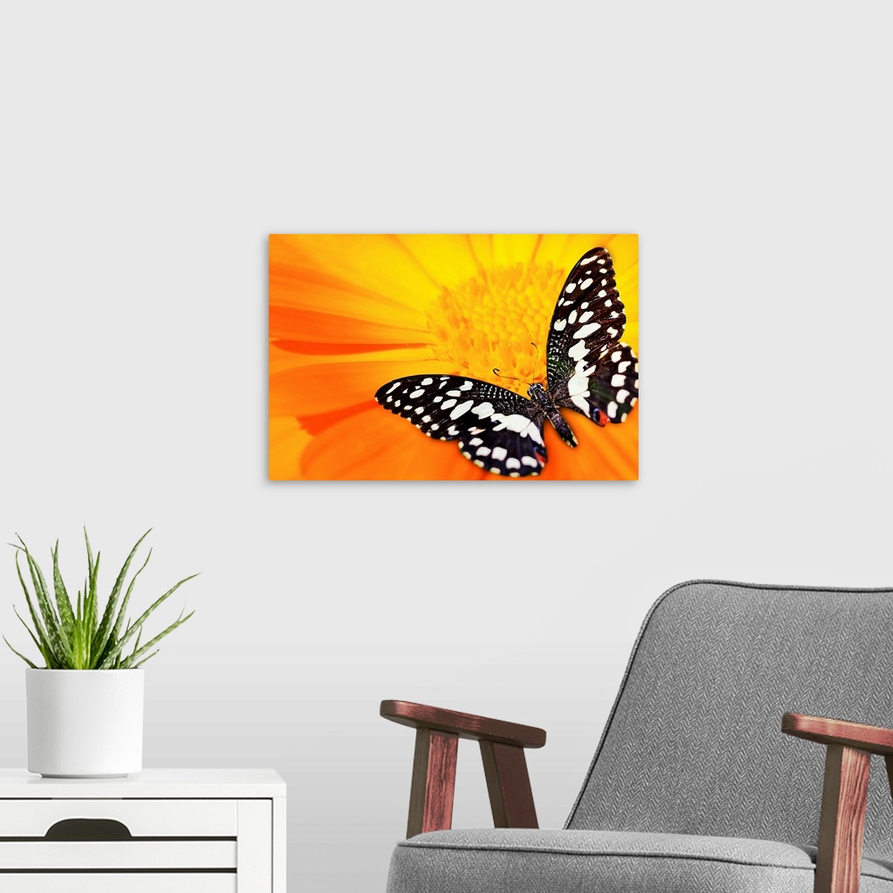A modern room featuring Butterfly on an orange flower