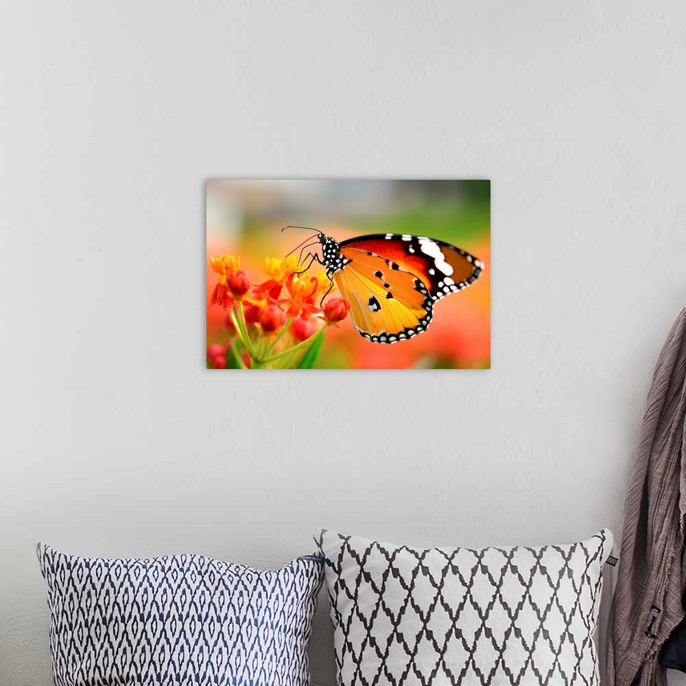 A bohemian room featuring Butterfly on orange flower in garden.