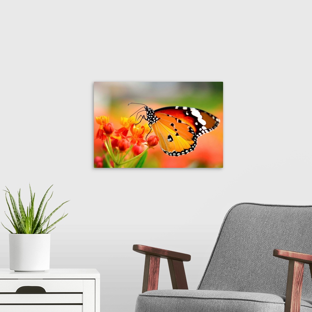 A modern room featuring Butterfly on orange flower in garden.