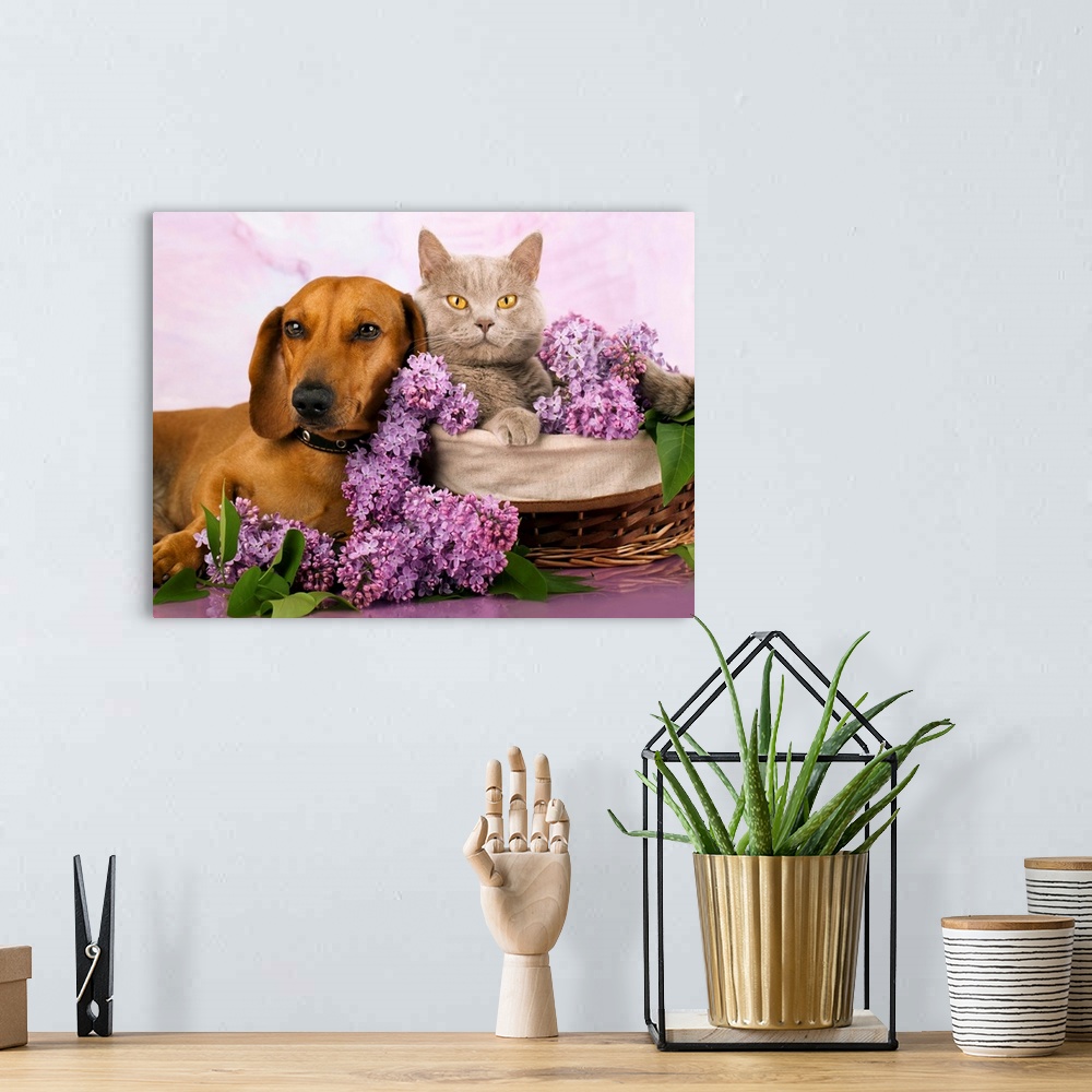 A bohemian room featuring Cat and dog laying together with lilacs