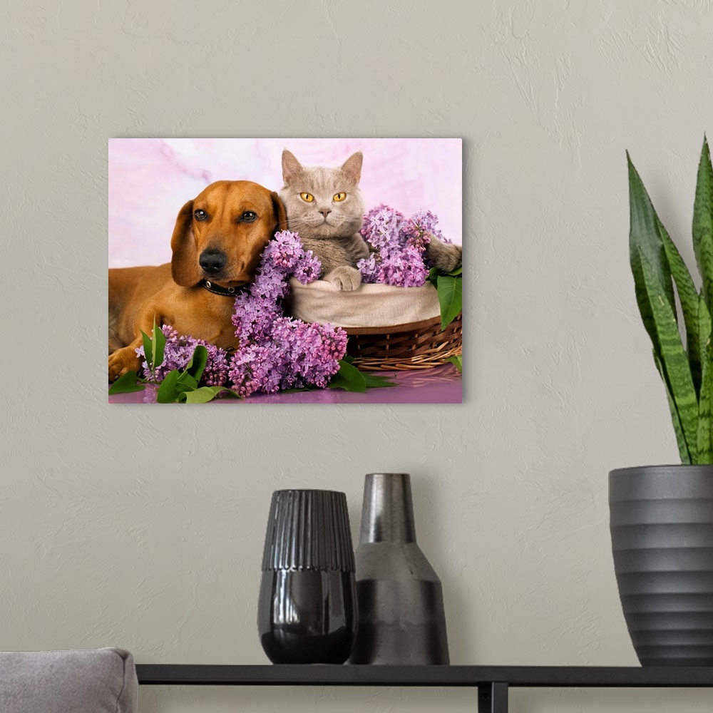 A modern room featuring Cat and dog laying together with lilacs
