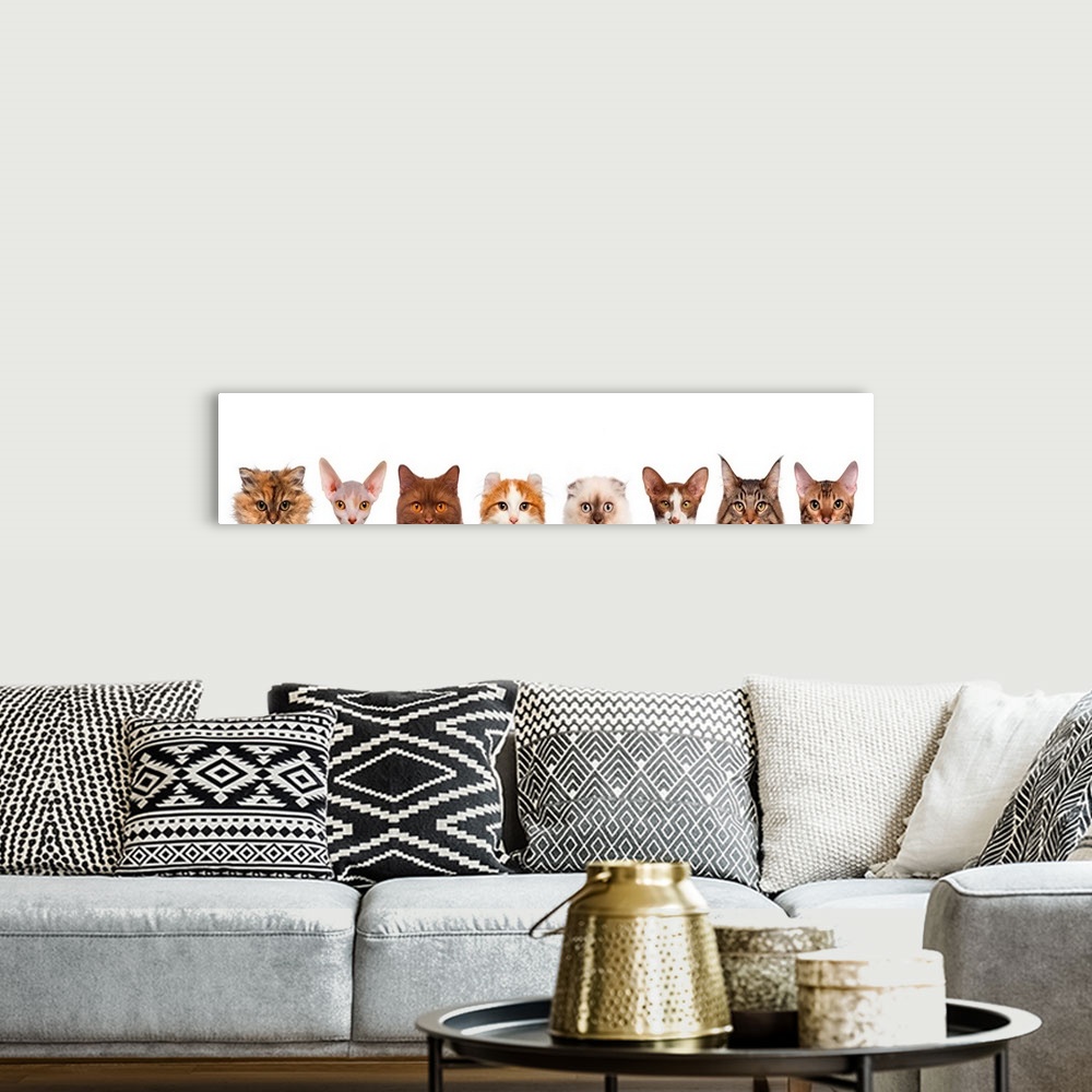 A bohemian room featuring Cat heads peeking over edge of image