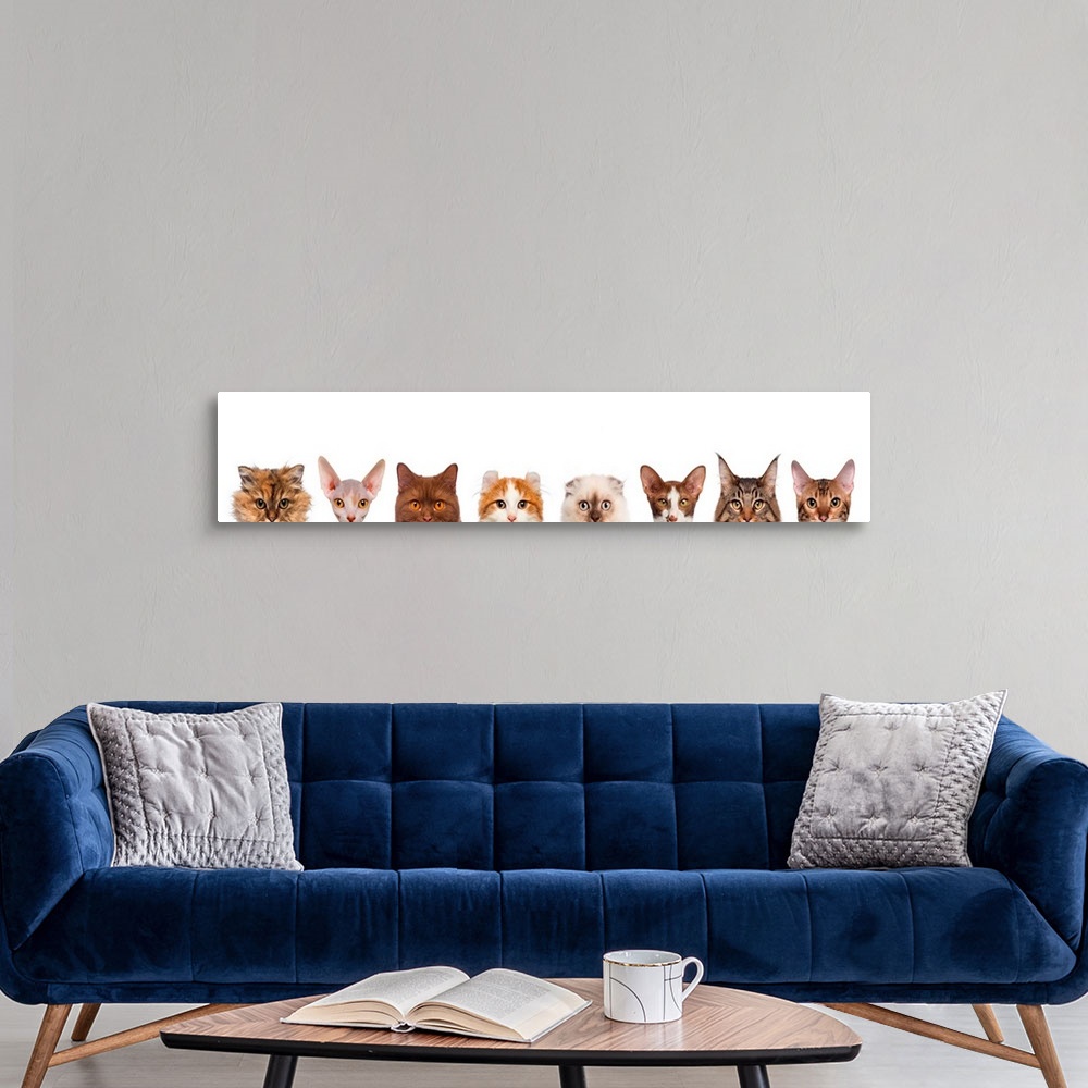 A modern room featuring Cat heads peeking over edge of image