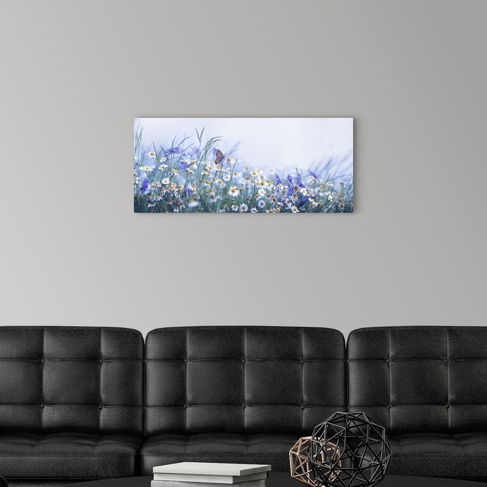 A modern room featuring Chamomile, Purple Wild Peas, And Butterfly In Morning Haze