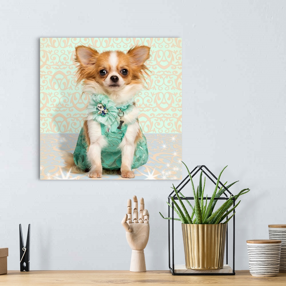 A bohemian room featuring Chihuahua wearing a green dress, sitting on fancy background