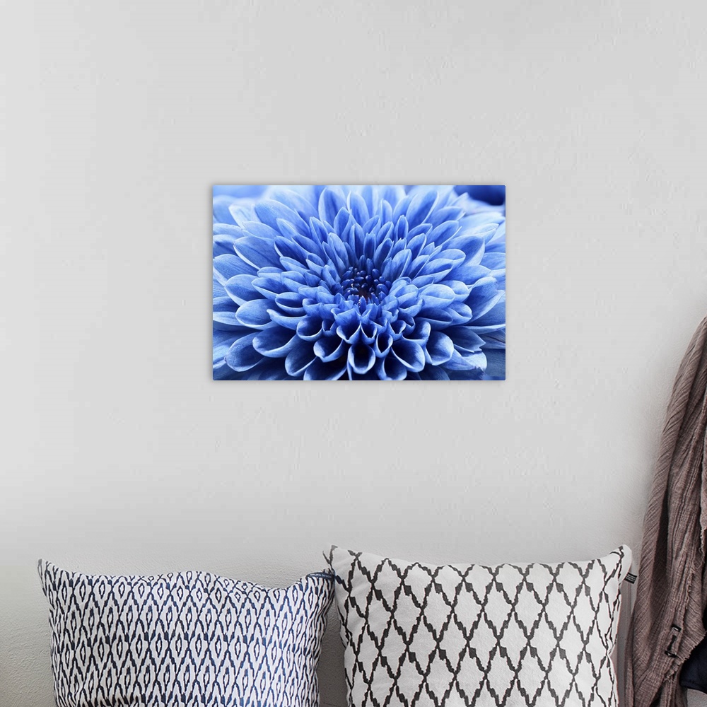A bohemian room featuring Close up blue chrysanthemum flower.