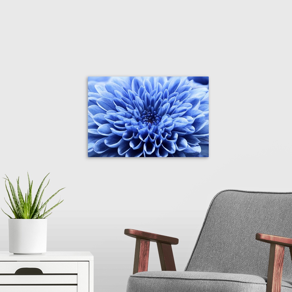 A modern room featuring Close up blue chrysanthemum flower.