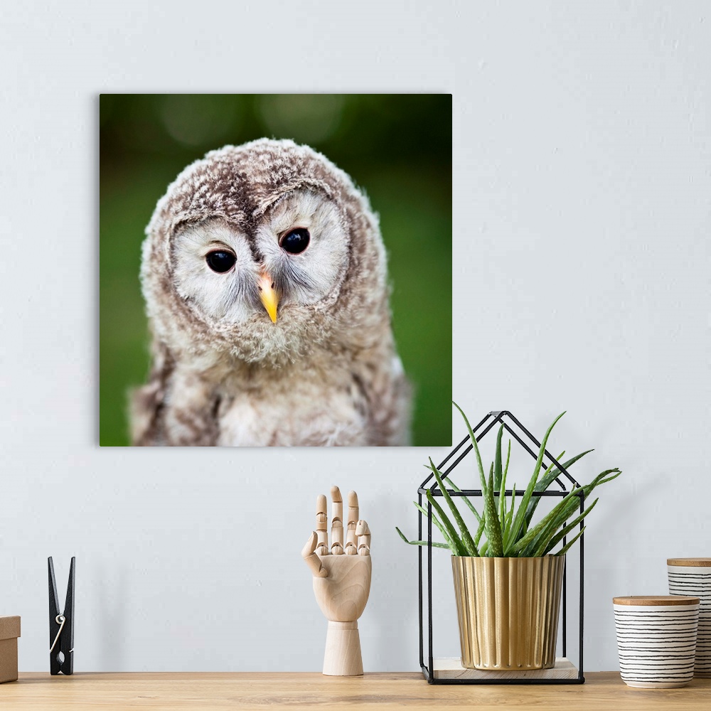 A bohemian room featuring Close up of a baby Tawny Owl