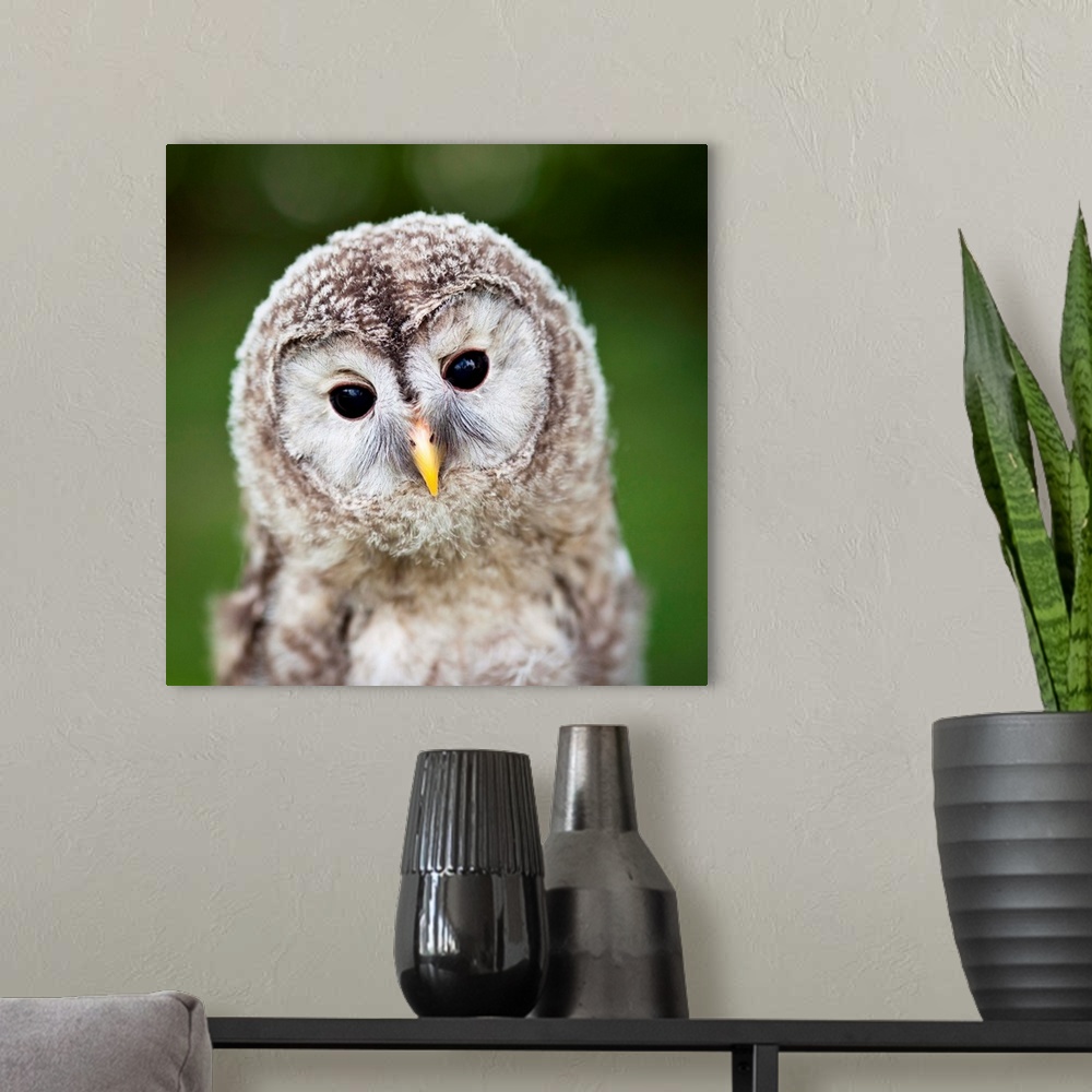 A modern room featuring Close up of a baby Tawny Owl