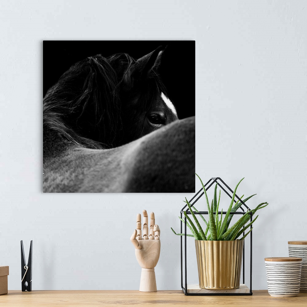 A bohemian room featuring Close-up of a horse eye in black and white on black background.