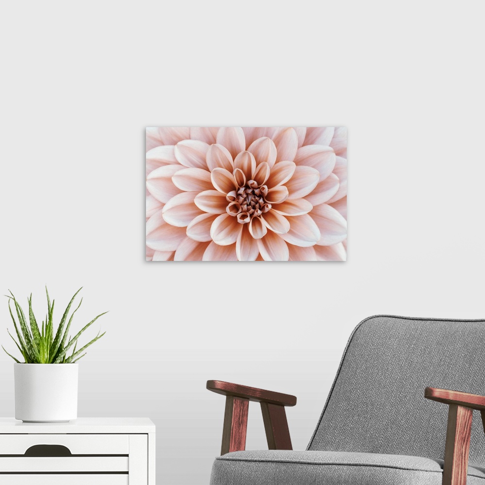 A modern room featuring Defocused pastel, peach, coral dahlia petals macro, floral abstract background. Close up of flowe...