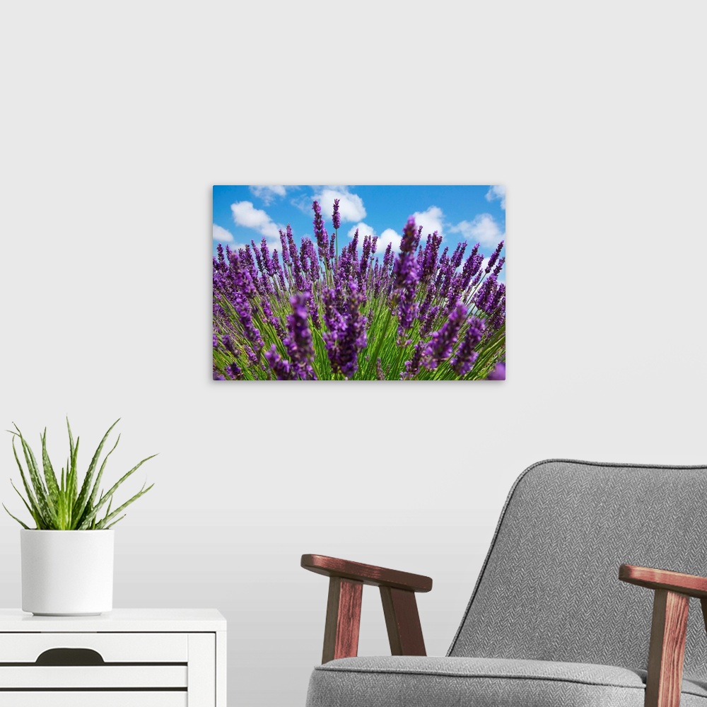 A modern room featuring Lavender flowers and blue sky.