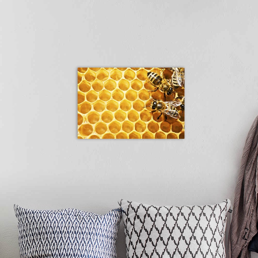 A bohemian room featuring Close up view of the working bees on honey cells.