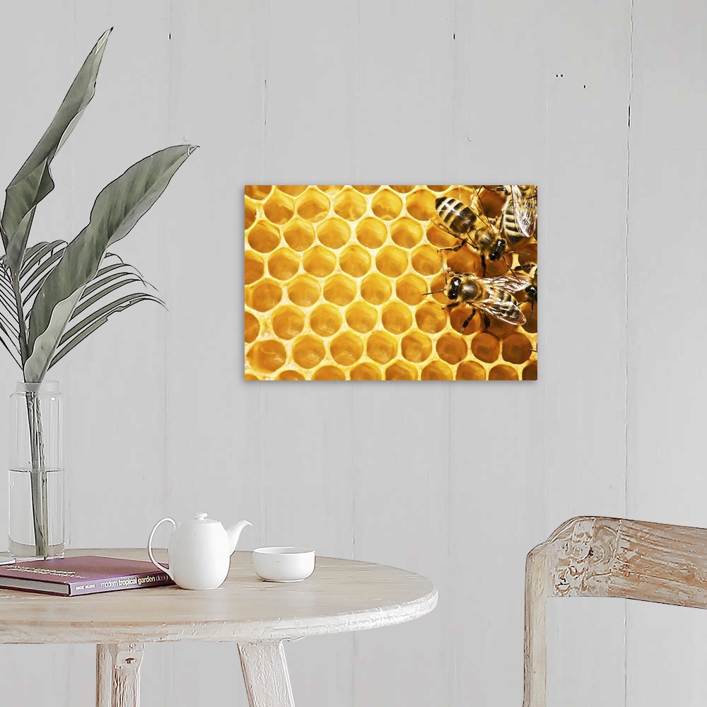 A farmhouse room featuring Close up view of the working bees on honey cells.
