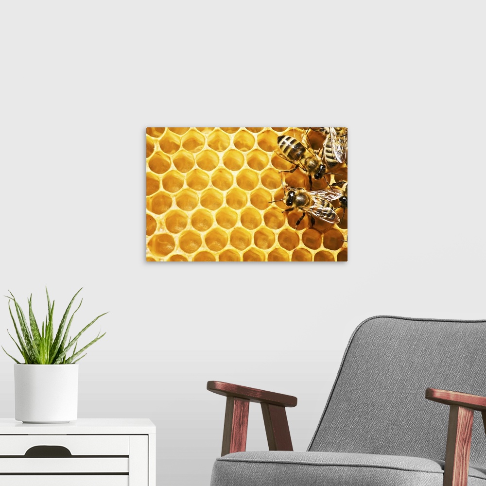 A modern room featuring Close up view of the working bees on honey cells.