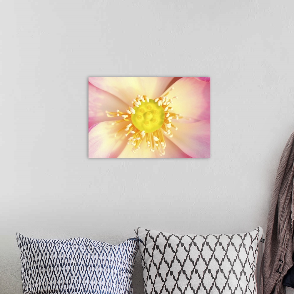 A bohemian room featuring Close-up pollen of pink lotus.
