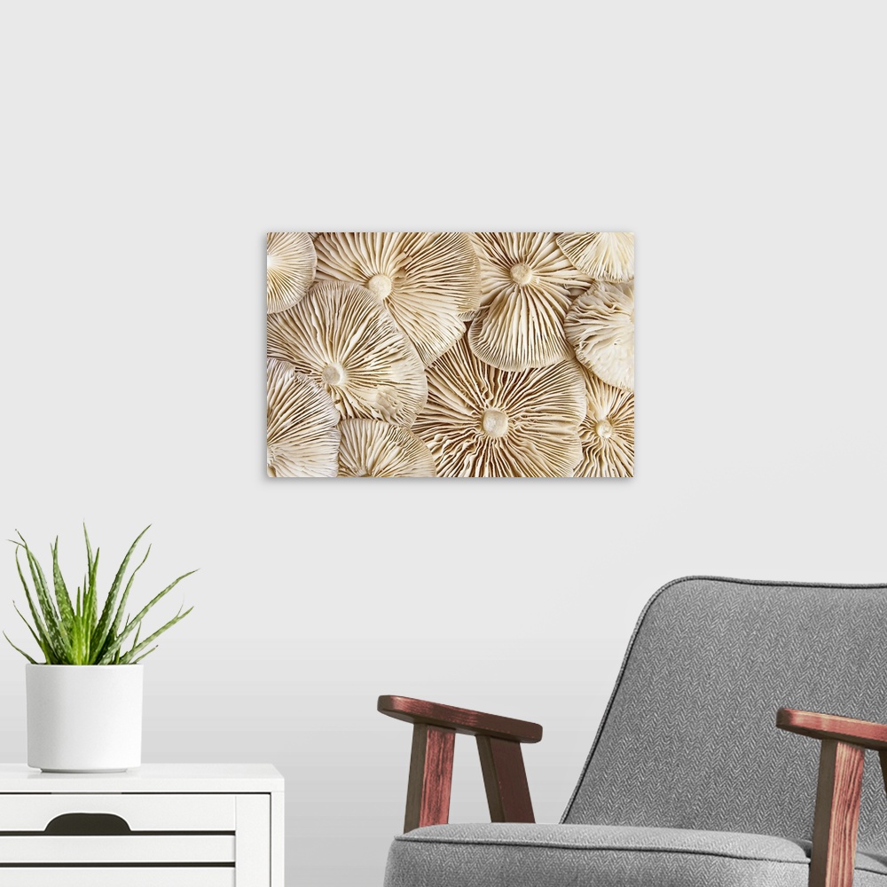 A modern room featuring Close-up view of the underside of pile Clitocybe mushrooms. Close-up of beige mushrooms texture b...