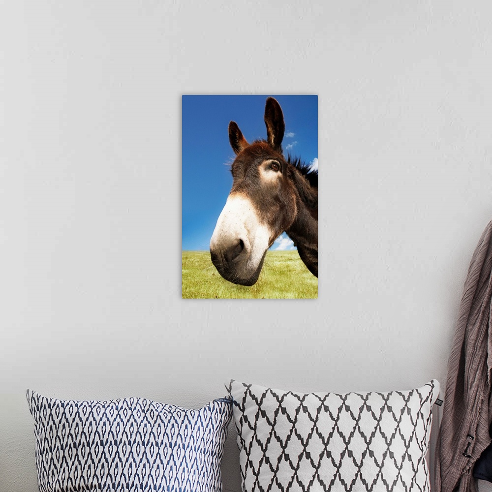 A bohemian room featuring Closeup of a donkey in field
