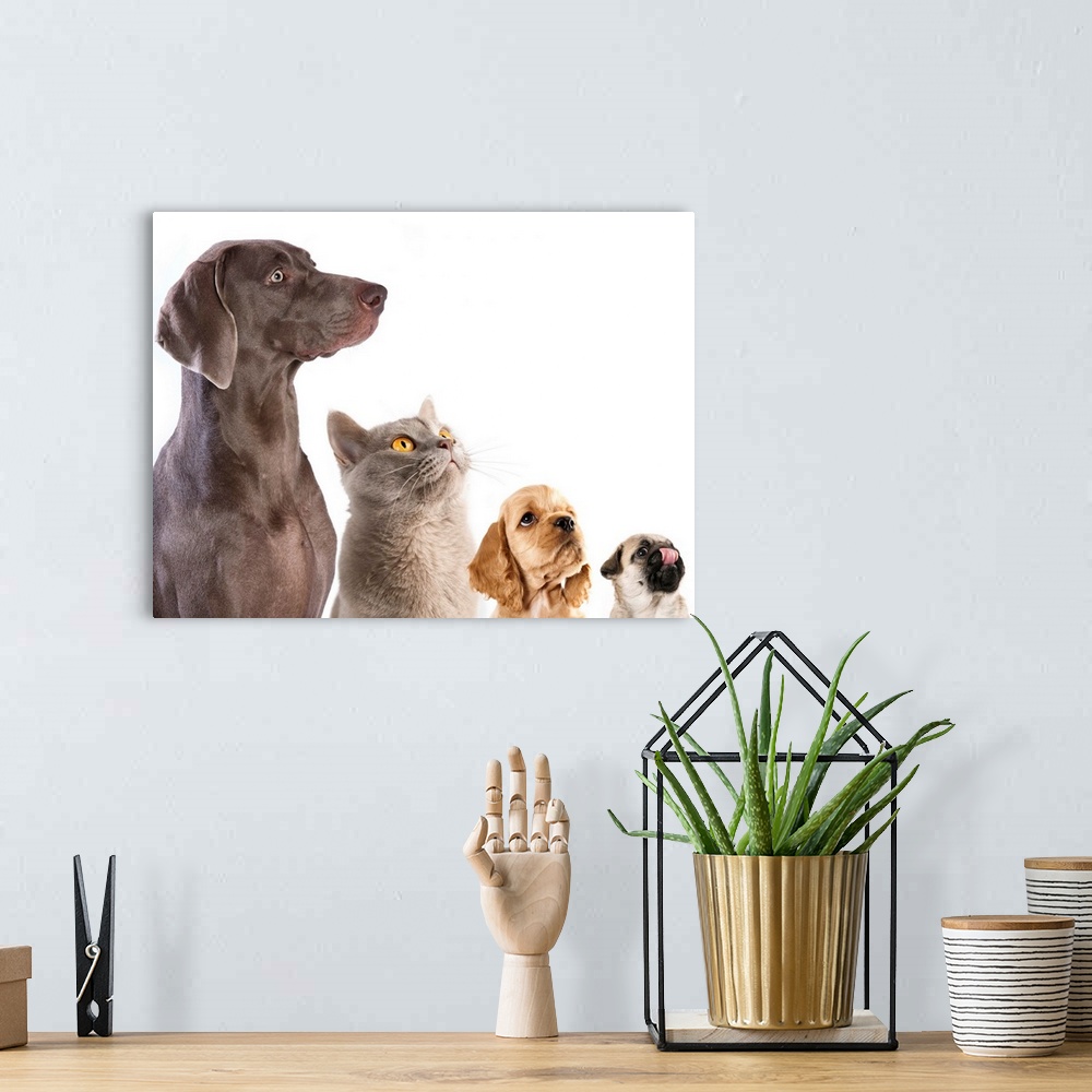 A bohemian room featuring Cocker Spaniel puppy and British cat