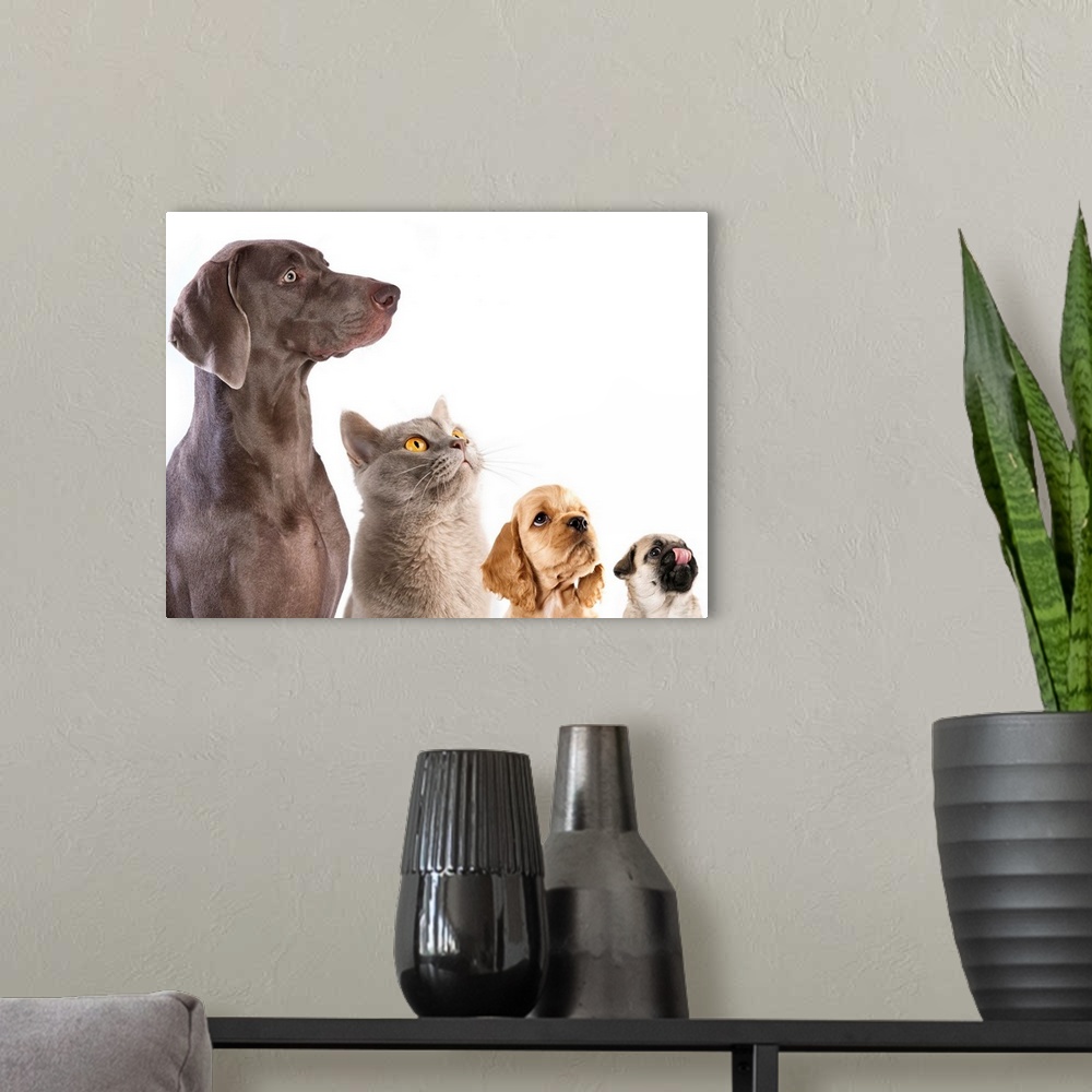 A modern room featuring Cocker Spaniel puppy and British cat