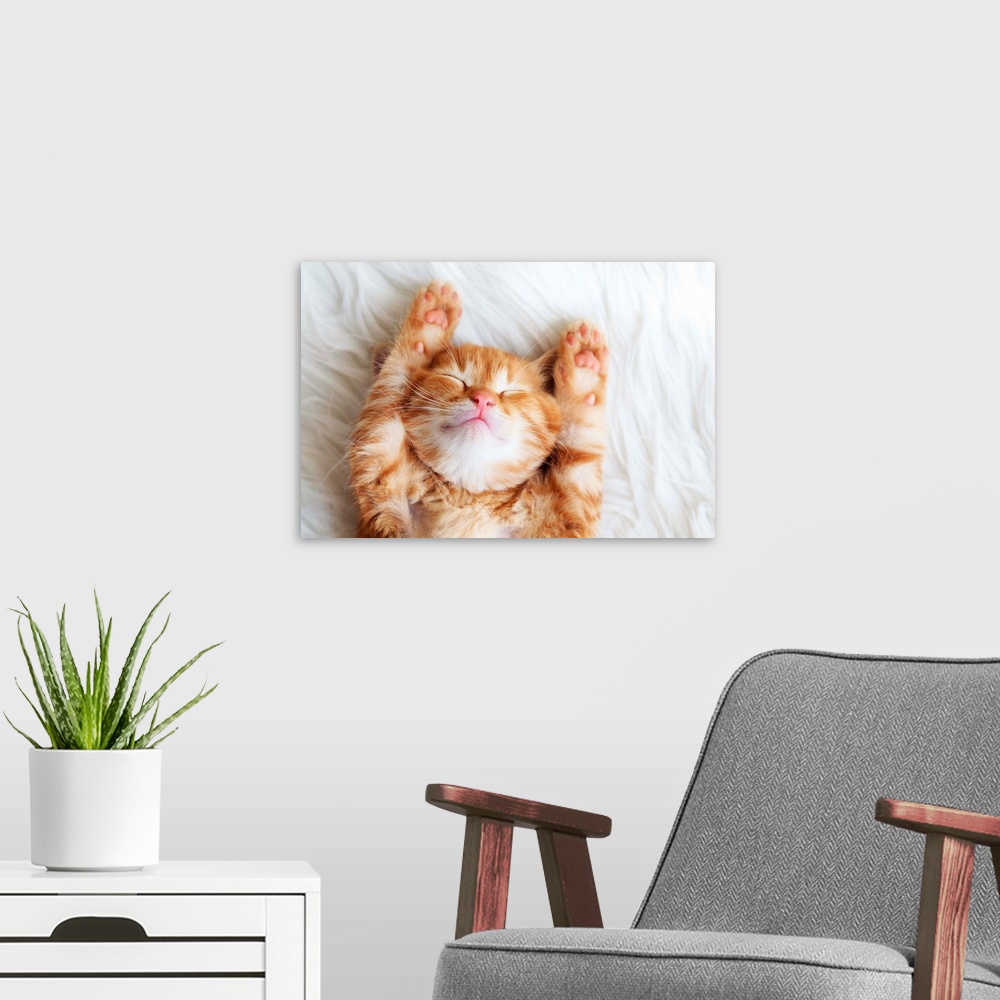 A modern room featuring Cute little red kitten sleeps on white fur blanket.