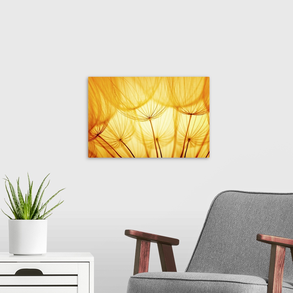 A modern room featuring Dandelion seed in golden sunlight.