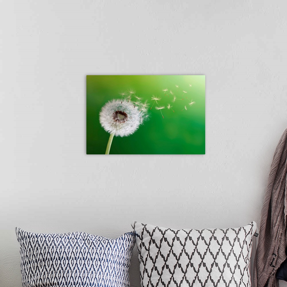 A bohemian room featuring Dandelion seeds in the morning sunlight blowing away across a fresh green background