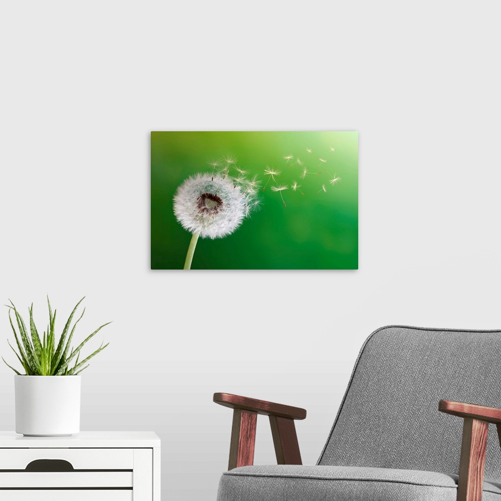 A modern room featuring Dandelion seeds in the morning sunlight blowing away across a fresh green background