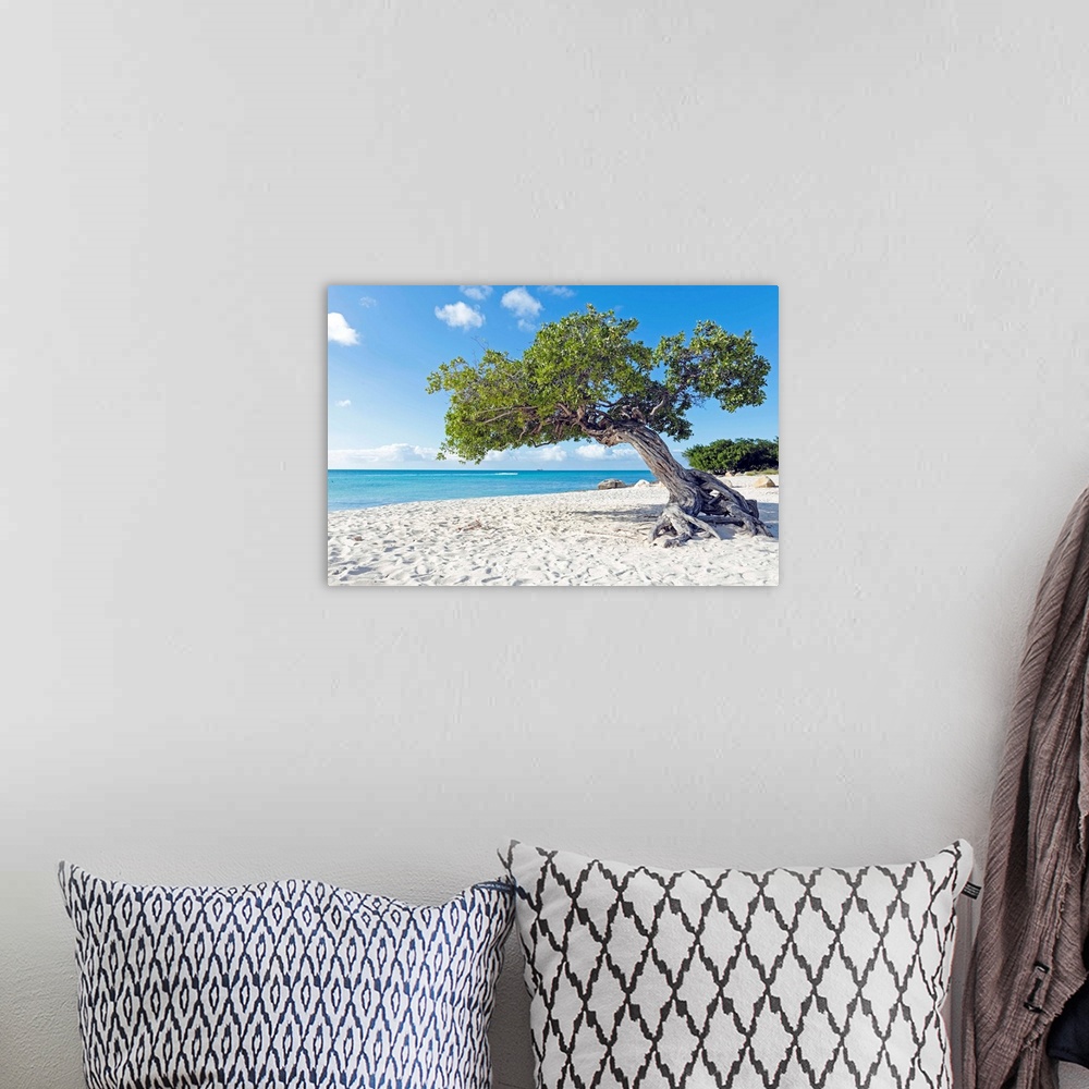 A bohemian room featuring Divi divi tree on Aruba island beach in the Caribbean.