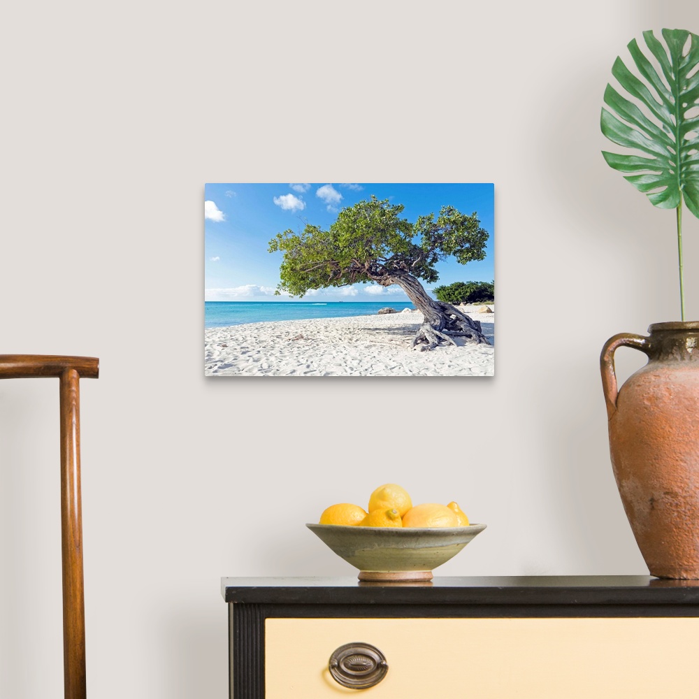 A traditional room featuring Divi divi tree on Aruba island beach in the Caribbean.