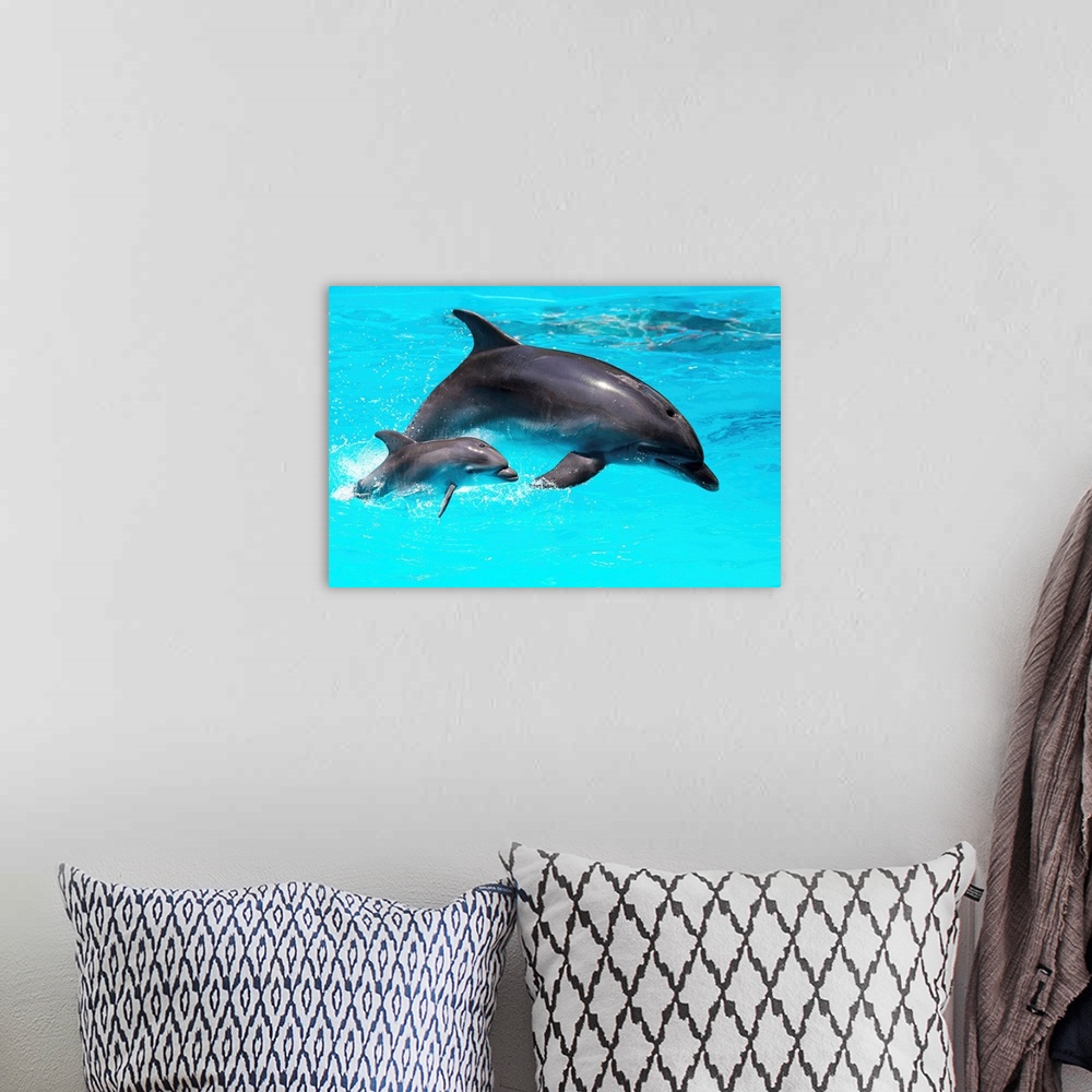 A bohemian room featuring Dolphin With A Baby Breeching In The Water