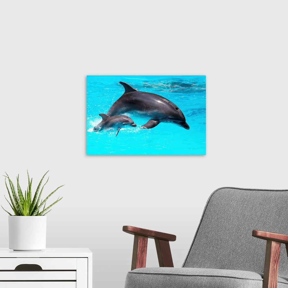 A modern room featuring Dolphin With A Baby Breeching In The Water
