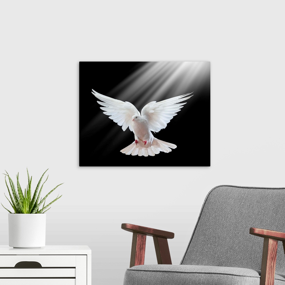 A modern room featuring A free flying white dove isolated on a black background