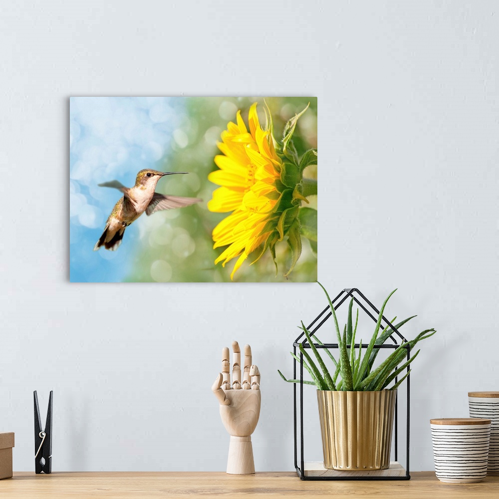 A bohemian room featuring Dreamy image of a Hummingbird next to a Sunflower