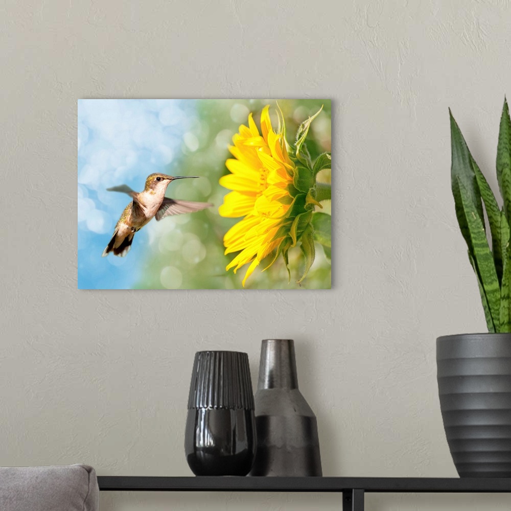 A modern room featuring Dreamy image of a Hummingbird next to a Sunflower