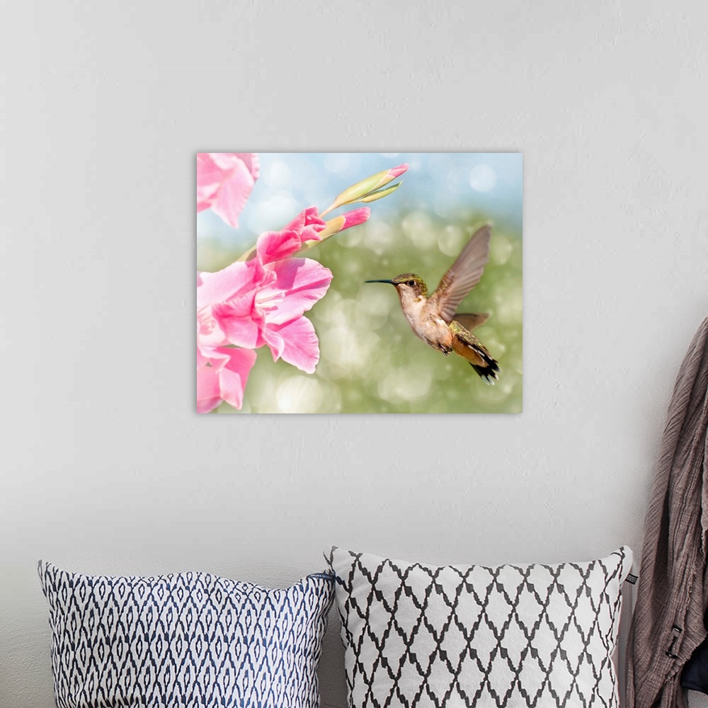 A bohemian room featuring Dreamy image of a Ruby-throated Hummingbird hovering next to a pink flower