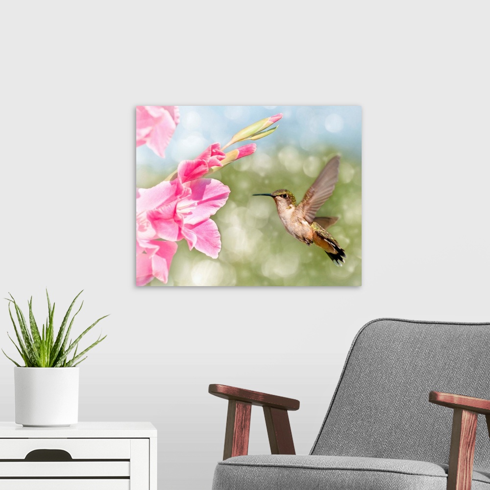 A modern room featuring Dreamy image of a Ruby-throated Hummingbird hovering next to a pink flower