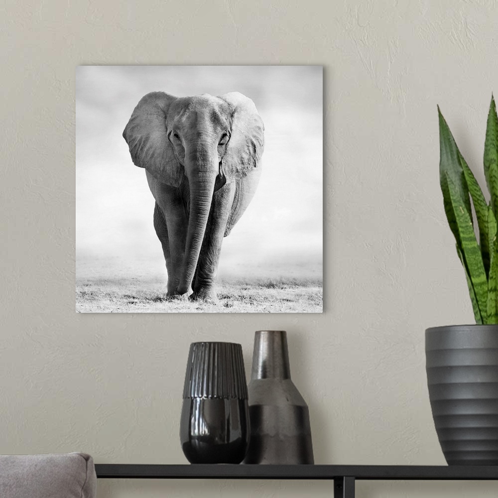 A modern room featuring Elephant