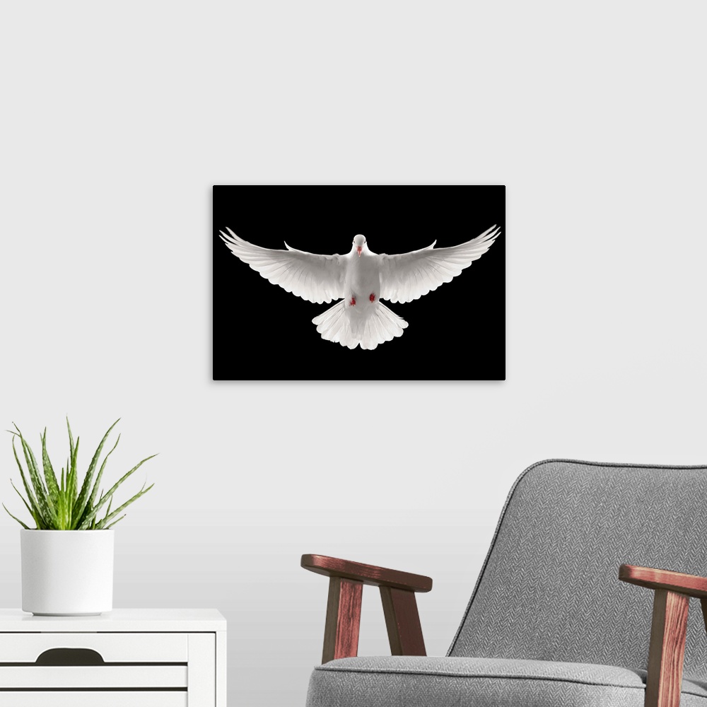 A modern room featuring Flying Dove