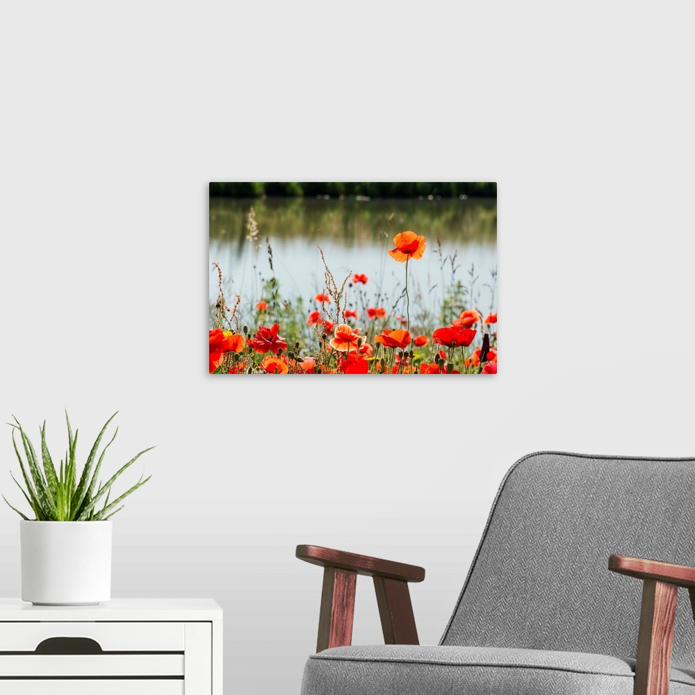 A modern room featuring Budding and flowering Poppy at the edge of the water.