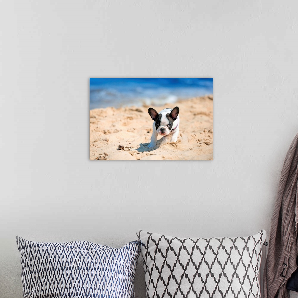 A bohemian room featuring French bulldog puppy running on the beach