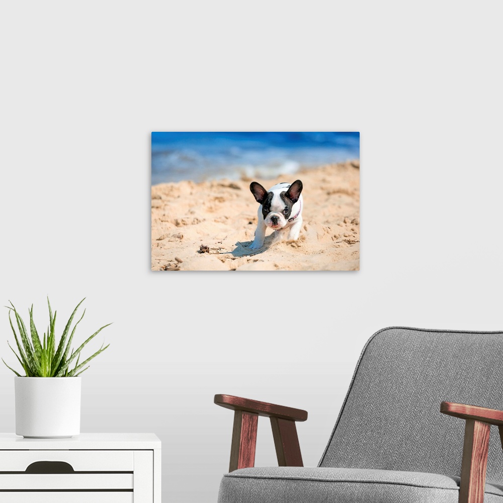 A modern room featuring French bulldog puppy running on the beach