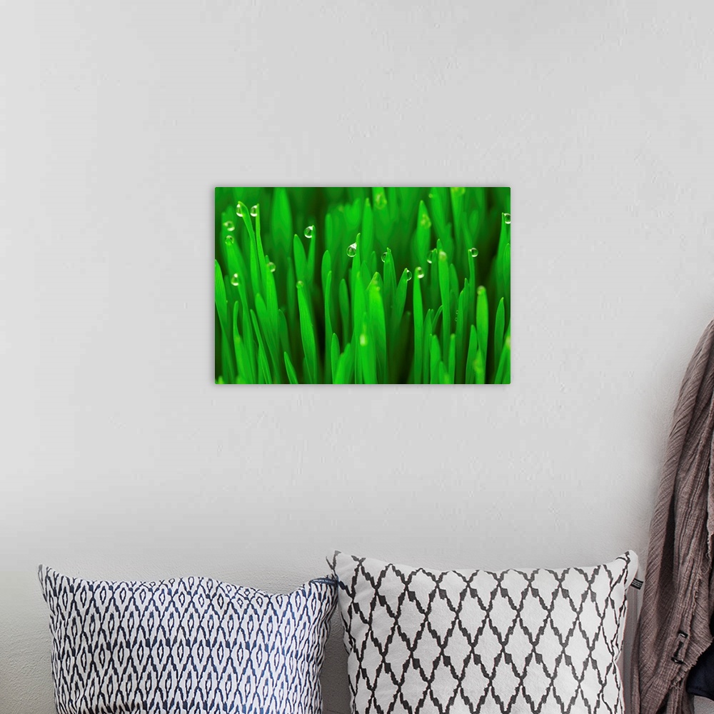 A bohemian room featuring Fresh green wheat grass with dew drops.