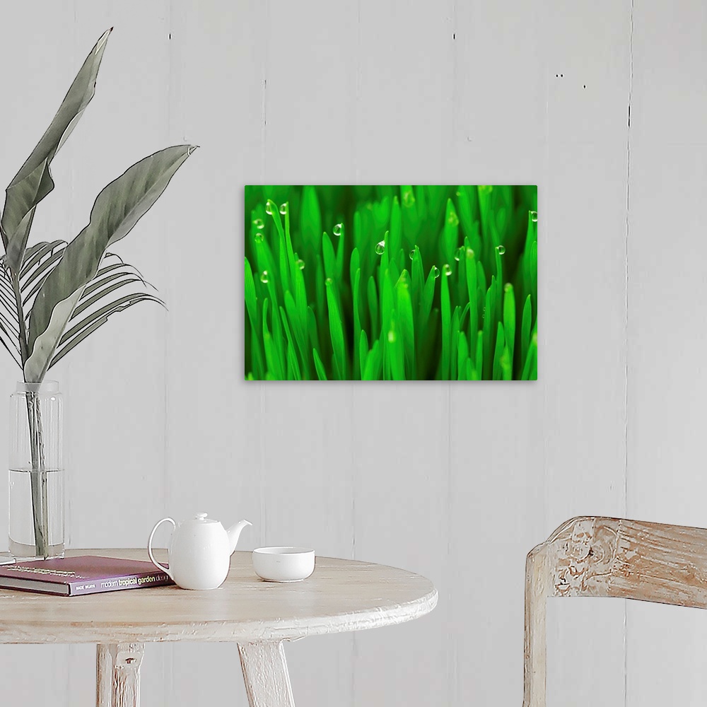 A farmhouse room featuring Fresh green wheat grass with dew drops.