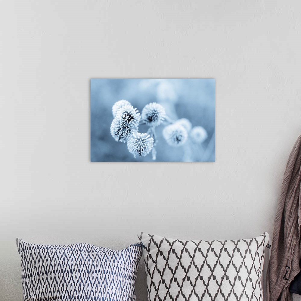 A bohemian room featuring Frozen burdock plant with a blue filter.