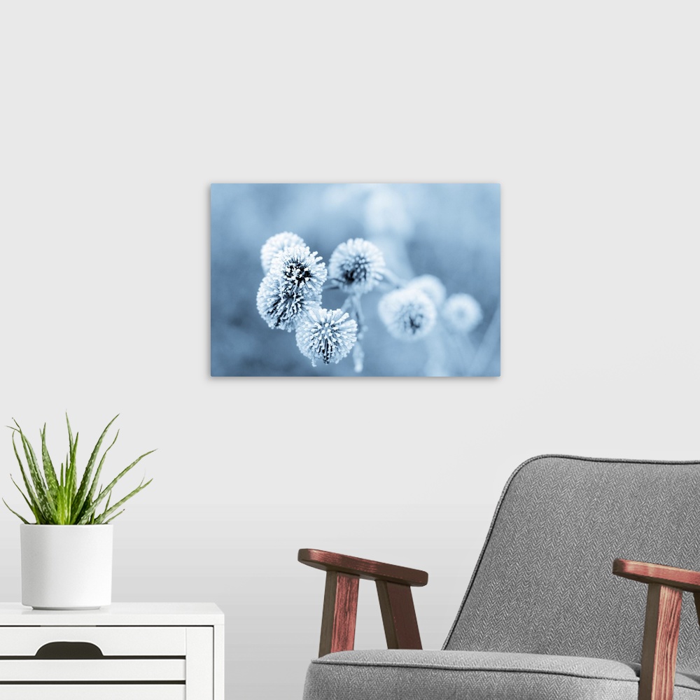 A modern room featuring Frozen burdock plant with a blue filter.
