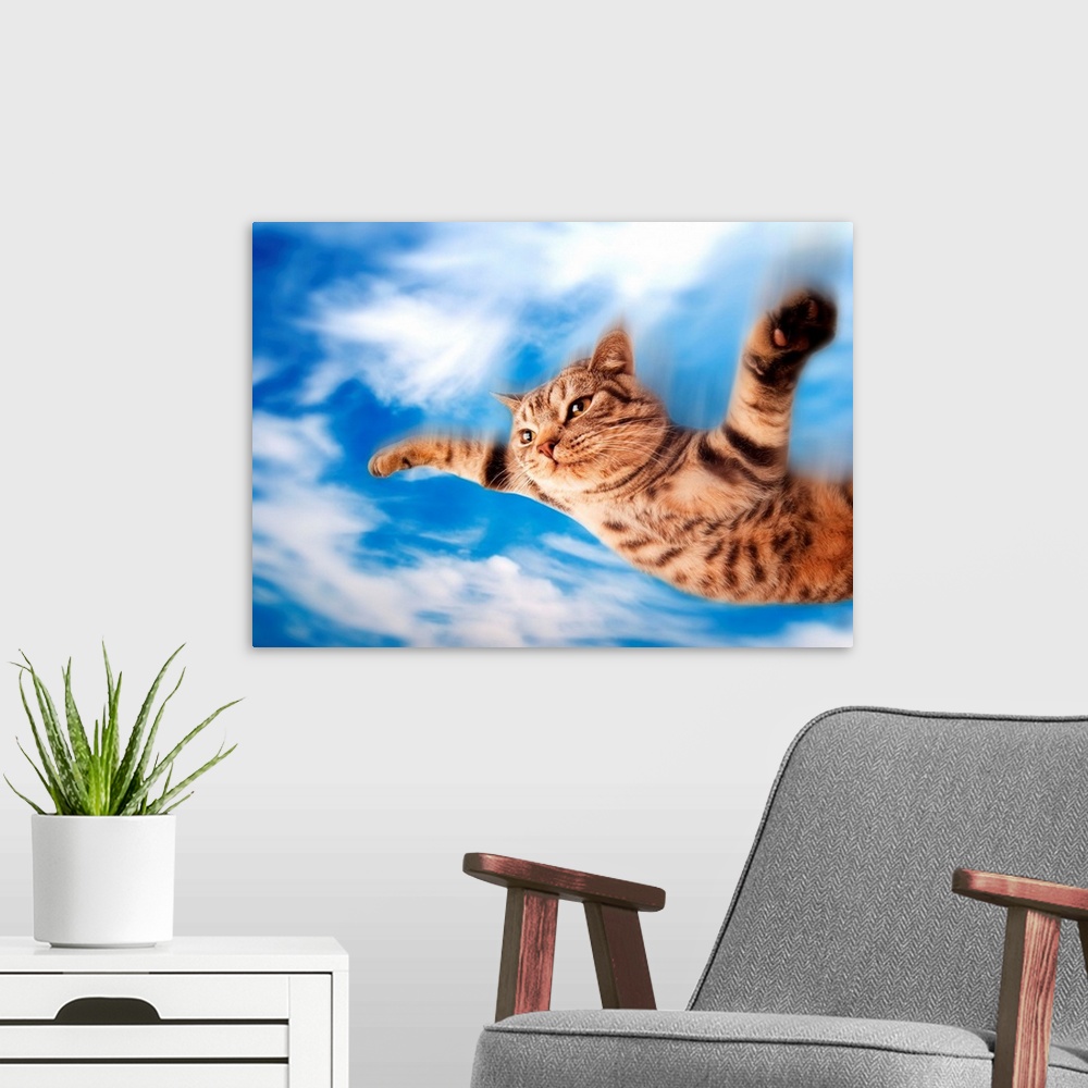 A modern room featuring Funny flying kitten